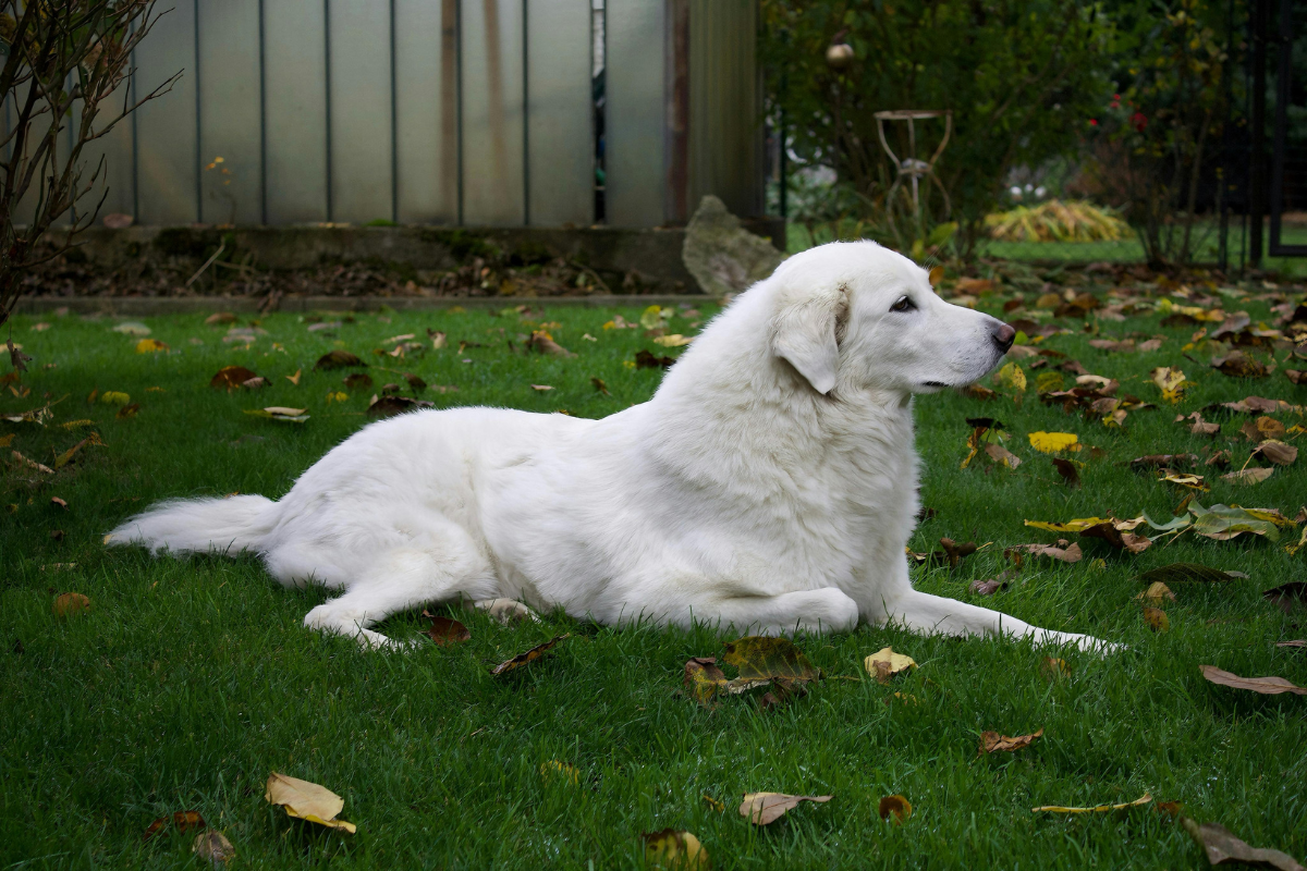 23 Ingenious Dog-Friendly Backyard Designs to Create Your Own Home Dog Park! 3 Bathrooms With Black Fixtures3 1