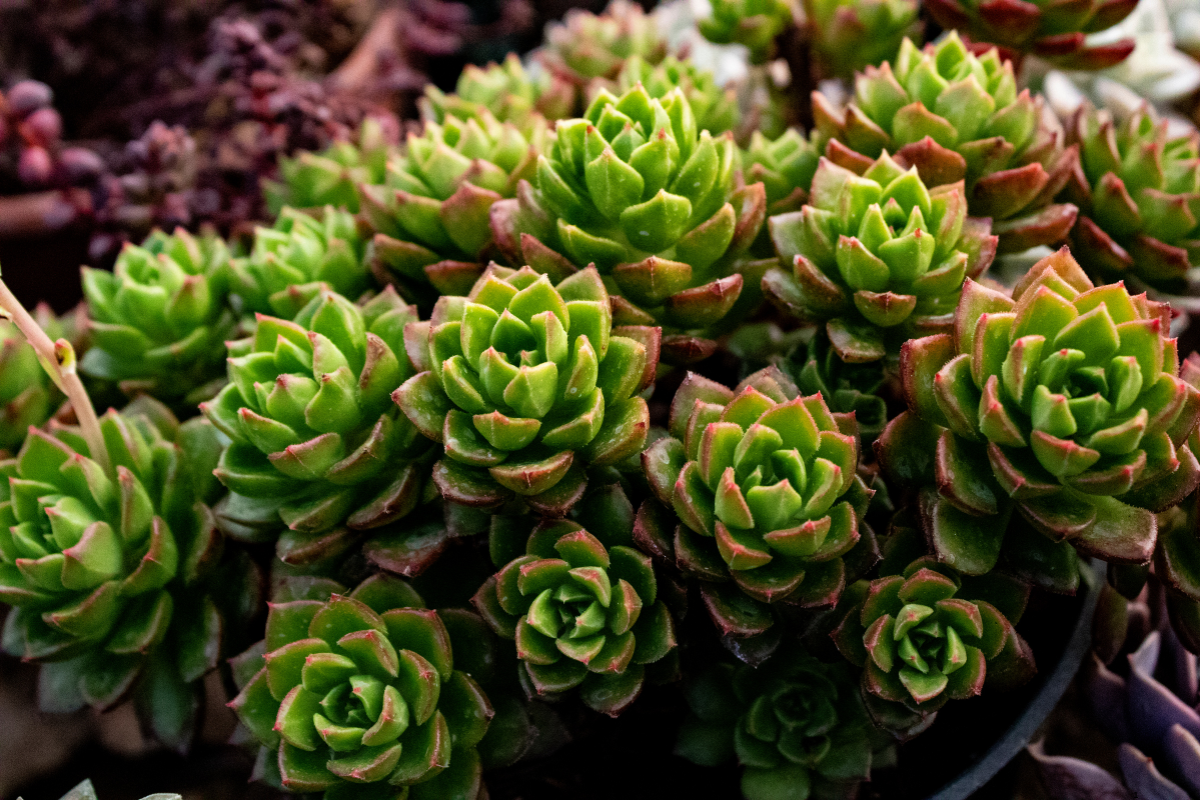 21 Genius Tips for a Water-Saving Xeriscape Garden That Will Make You the Talk of the Town! 1 Bathrooms With Black